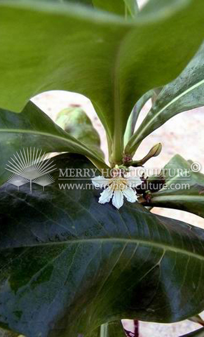 Scaevola Frutescens (half flower)